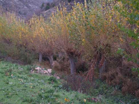 Chopos cabeceros en las orillas del río